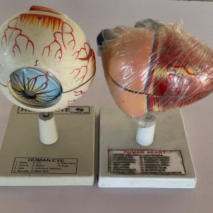 Human Model Eye