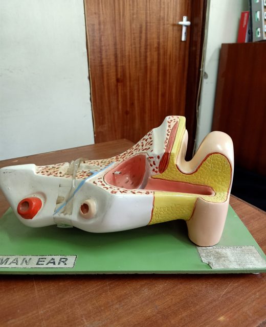 Human Model of the Ear